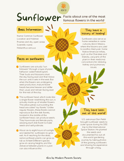 Fun Sunflower Facts And Coloring Activity